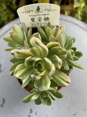 22 おお #多肉植物アエオニウム錦❤️ ガーネット中斑錦 ❤️1頭 22 おお #多肉植物アエオニウム錦❤️ ガーネット中斑錦 ❤️1頭