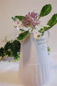 ガーデニング用品や多肉植物 寄せ植えの通販サイト A N S ガーデニング用品や多肉植物 寄せ植えの通販サイト A N S