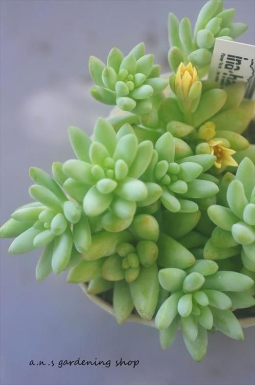 樹氷 徳島ガーデニング用品や多肉植物の通販サイト A N S ナチュラルガーデニング