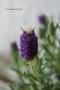 <img class='new_mark_img1' src='https://img.shop-pro.jp/img/new/icons50.gif' style='border:none;display:inline;margin:0px;padding:0px;width:auto;' />ե٥錄ܤ