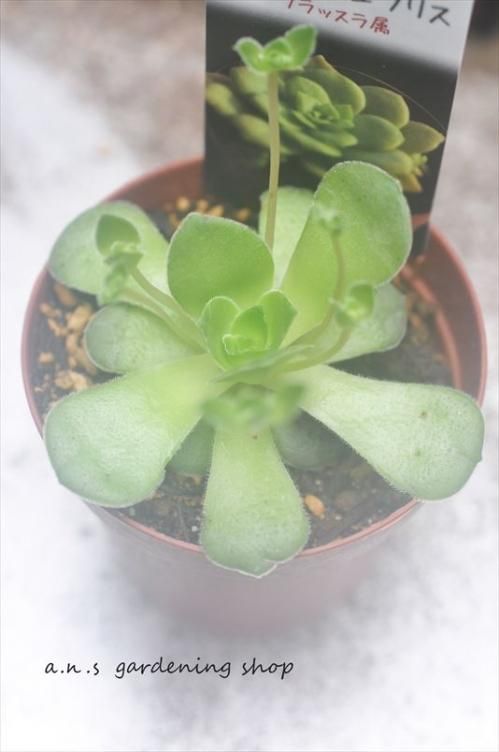 オルビキュラリス ガーデニング用品や多肉植物の通販サイト A N S ナチュラルガーデニング オルビキュラリス ガーデニング用品や多肉植物の通販サイト A N S ナチュラルガーデニング