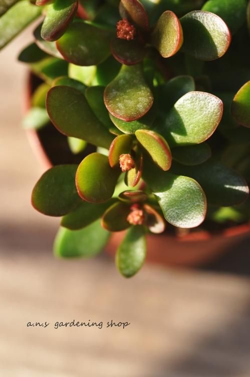 クラッスラ紅稚児- ガーデニング用品や多肉植物の通販サイト