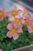 <img class='new_mark_img1' src='https://img.shop-pro.jp/img/new/icons50.gif' style='border:none;display:inline;margin:0px;padding:0px;width:auto;' />ԥ󥯤ΡꥹХ롼