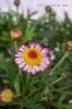 <img class='new_mark_img1' src='https://img.shop-pro.jp/img/new/icons50.gif' style='border:none;display:inline;margin:0px;padding:0px;width:auto;' />ޡåȡƥå