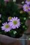 <img class='new_mark_img1' src='https://img.shop-pro.jp/img/new/icons50.gif' style='border:none;display:inline;margin:0px;padding:0px;width:auto;' />֥饭ࡡɱơɥԥ