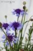 <img class='new_mark_img1' src='https://img.shop-pro.jp/img/new/icons50.gif' style='border:none;display:inline;margin:0px;padding:0px;width:auto;' />