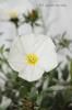 <img class='new_mark_img1' src='https://img.shop-pro.jp/img/new/icons50.gif' style='border:none;display:inline;margin:0px;padding:0px;width:auto;' />դܥ֥륹ͥ