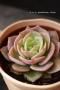 <img class='new_mark_img1' src='https://img.shop-pro.jp/img/new/icons57.gif' style='border:none;display:inline;margin:0px;padding:0px;width:auto;' />()1¤ꡡ6/19ֺǸβĤǤ