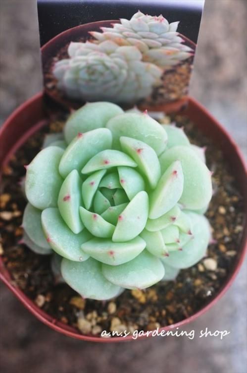 多肉植物　Echeveria 'Vincent Catto' ✖︎静夜錦