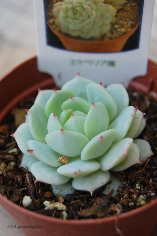 多肉植物　Echeveria 'Vincent Catto' ✖︎静夜錦