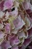 <img class='new_mark_img1' src='https://img.shop-pro.jp/img/new/icons50.gif' style='border:none;display:inline;margin:0px;padding:0px;width:auto;' />դդͥ礤֥ʥꥶ