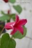 <img class='new_mark_img1' src='https://img.shop-pro.jp/img/new/icons50.gif' style='border:none;display:inline;margin:0px;padding:0px;width:auto;' />ޥץ󥻥