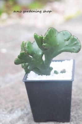桼ۥӥ