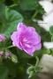 ӡ˥ࡡƥå֥饤å