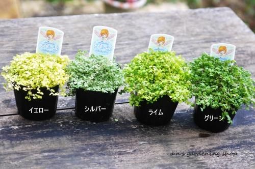 ガーデニング用品や多肉植物の通販サイト A N S ナチュラルガーデニング