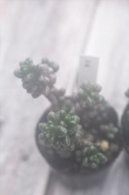 ϡ(礯)