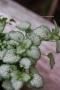<img class='new_mark_img1' src='https://img.shop-pro.jp/img/new/icons50.gif' style='border:none;display:inline;margin:0px;padding:0px;width:auto;' />ߥ奦ࡡۥ磻ȥʥ󥷡