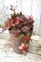 <img class='new_mark_img1' src='https://img.shop-pro.jp/img/new/icons50.gif' style='border:none;display:inline;margin:0px;padding:0px;width:auto;' />å٥꡼Ƽեץ饸󤻿