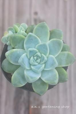 高額品種 ガーデニング用品や多肉植物 寄せ植えの通販サイト A N S