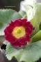 <img class='new_mark_img1' src='https://img.shop-pro.jp/img/new/icons50.gif' style='border:none;display:inline;margin:0px;padding:0px;width:auto;' />衼åѤǿ͵ץ顡ꥭ顡åɷ