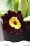 <img class='new_mark_img1' src='https://img.shop-pro.jp/img/new/icons50.gif' style='border:none;display:inline;margin:0px;padding:0px;width:auto;' />衼åѤǿ͵ץ顡ꥭ顡֥å