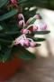 <img class='new_mark_img1' src='https://img.shop-pro.jp/img/new/icons50.gif' style='border:none;display:inline;margin:0px;padding:0px;width:auto;' />ҥ᥷㥯ʥ