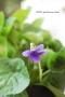 <img class='new_mark_img1' src='https://img.shop-pro.jp/img/new/icons50.gif' style='border:none;display:inline;margin:0px;padding:0px;width:auto;' />ɥǥ˥ᡡ˥ߥ졡ѡץ