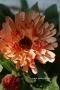 <img class='new_mark_img1' src='https://img.shop-pro.jp/img/new/icons50.gif' style='border:none;display:inline;margin:0px;padding:0px;width:auto;' />󥻥󥫡(󥸥)֥󥺥ӥ塼ƥ