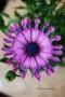 <img class='new_mark_img1' src='https://img.shop-pro.jp/img/new/icons50.gif' style='border:none;display:inline;margin:0px;padding:0px;width:auto;' />Ȳ֤餫롡ƥڥޥࡡԥ