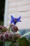 <img class='new_mark_img1' src='https://img.shop-pro.jp/img/new/icons50.gif' style='border:none;display:inline;margin:0px;padding:0px;width:auto;' />ܤǤ褯롡ϡ֡ݥꥸ