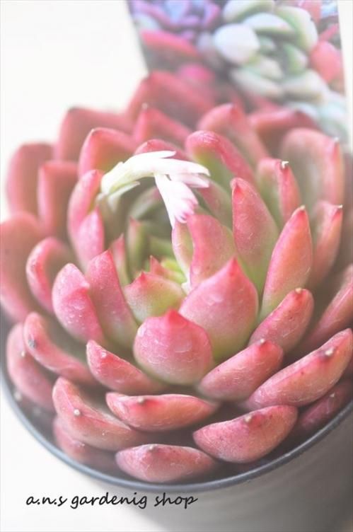 相府連 ガーデニング用品や多肉植物 寄せ植えの通販サイト A N S 相府連 ガーデニング用品や多肉植物 寄せ植えの通販サイト A N S
