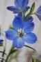 <img class='new_mark_img1' src='https://img.shop-pro.jp/img/new/icons50.gif' style='border:none;display:inline;margin:0px;padding:0px;width:auto;' />Ĺˤβ֤դ롡ǥե˥ࡡХȥ֥롼