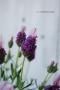 <img class='new_mark_img1' src='https://img.shop-pro.jp/img/new/icons50.gif' style='border:none;display:inline;margin:0px;padding:0px;width:auto;' />٥饦