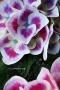 <img class='new_mark_img1' src='https://img.shop-pro.jp/img/new/icons50.gif' style='border:none;display:inline;margin:0px;padding:0px;width:auto;' />ܥ