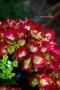 <img class='new_mark_img1' src='https://img.shop-pro.jp/img/new/icons50.gif' style='border:none;display:inline;margin:0px;padding:0px;width:auto;' />ʷϵϥɥ󥸥