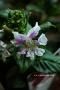 <img class='new_mark_img1' src='https://img.shop-pro.jp/img/new/icons50.gif' style='border:none;display:inline;margin:0px;padding:0px;width:auto;' />äȤ֤Ӥ顡եӥ󥳡ۥ磻