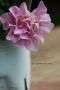 <img class='new_mark_img1' src='https://img.shop-pro.jp/img/new/icons50.gif' style='border:none;display:inline;margin:0px;padding:0px;width:auto;' />Ȭź餭ڥ˥Х˥饷꡼إԥ󥯥Х˥