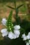 <img class='new_mark_img1' src='https://img.shop-pro.jp/img/new/icons50.gif' style='border:none;display:inline;margin:0px;padding:0px;width:auto;' />פʥȥΥ)̾եƥ