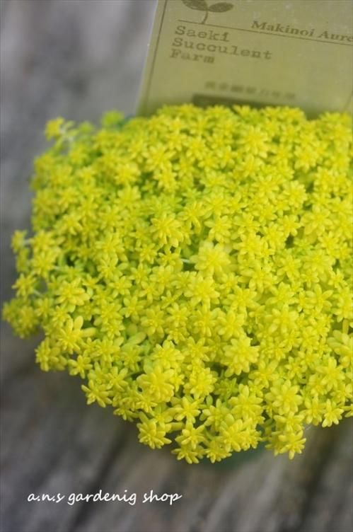 多肉植物 黄金細葉万年草 抜き苗 根付き スパイス - メルカリ