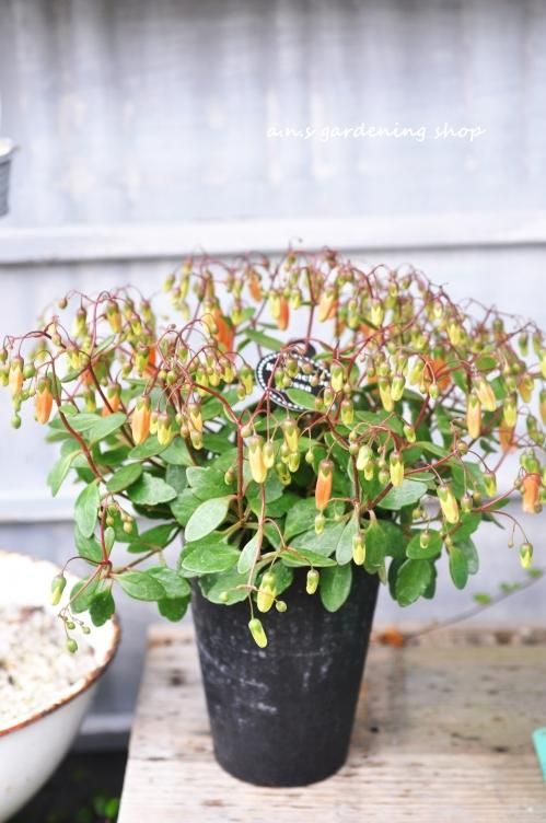 カランコエテッサ ガーデニング用品や多肉植物 寄せ植えの通販サイト A N S カランコエテッサ ガーデニング用品や多肉植物 寄せ植えの通販サイト A N S