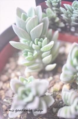 륳ƥ⥤ǥ