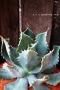 <img class='new_mark_img1' src='https://img.shop-pro.jp/img/new/icons35.gif' style='border:none;display:inline;margin:0px;padding:0px;width:auto;' />١