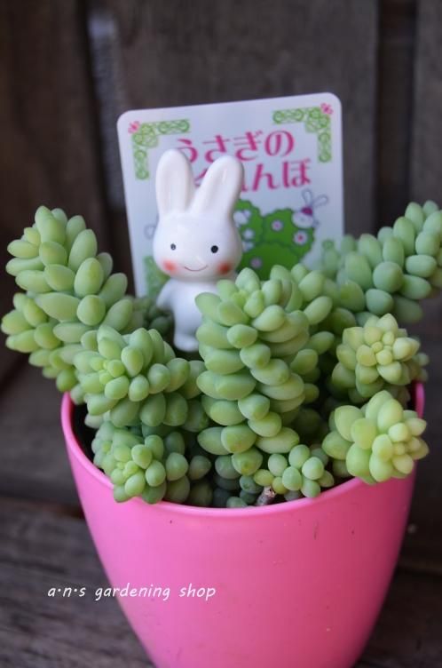 うさぎのかくれんぼ ガーデニング用品や多肉植物 寄せ植えの通販サイト A N S うさぎのかくれんぼ ガーデニング用品や多肉植物 寄せ植えの通販サイト A N S