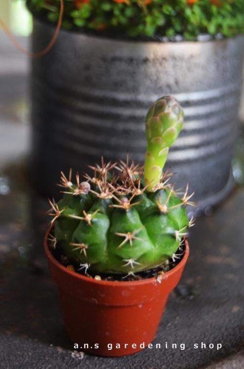 小さなサボテン 翠晃冠 - 多肉植物やガーデニング用品 小さなサボテン 翠晃冠 - 多肉植物やガーデニング用品