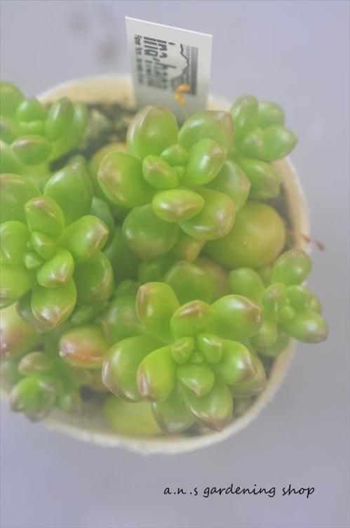 松の緑 ガーデニング用品や多肉植物の通販サイト A N S ナチュラルガーデニング 松の緑 ガーデニング用品や多肉植物の通販サイト A N S ナチュラルガーデニング