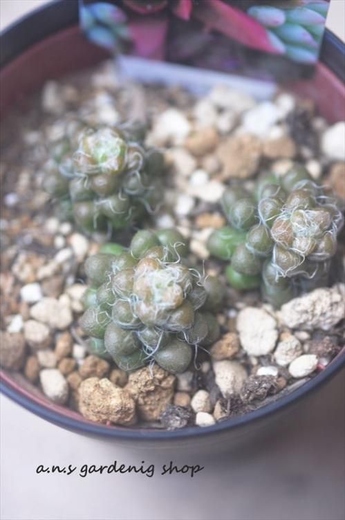 多肉植物　寄せ植え　傘 多肉植物 傘型寄せ植え アイボリー