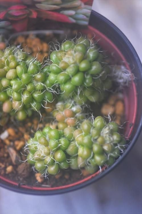 茶傘｜- ガーデニング用品や多肉植物、寄せ植えの通販サイト | A.N.S