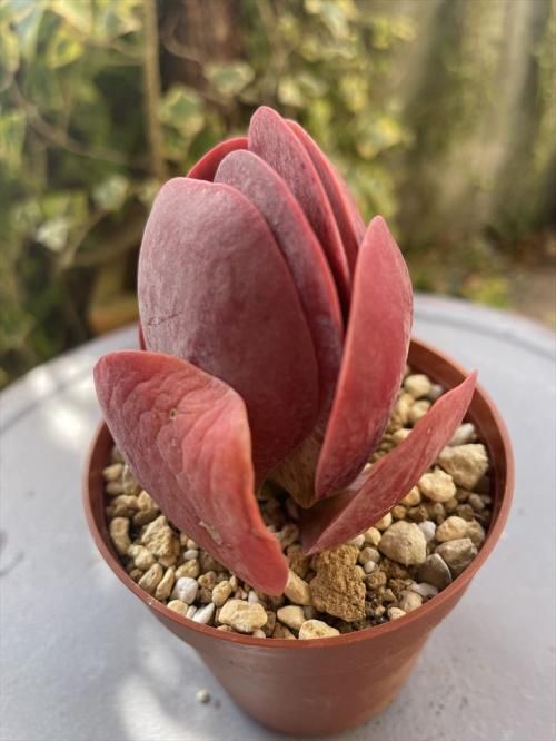 デザートローズ- ガーデニング用品や多肉植物、寄せ植えの通販サイト