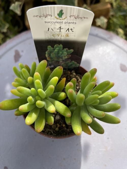 八千代 ガーデニング用品や多肉植物の通販サイト A N S ナチュラルガーデニング