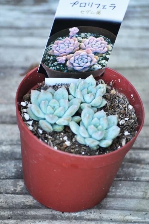 多肉植物✩.*˚プロリフェラ 抜き苗 楽天市場】【当店農場生産】多肉植物 プロリフェラ 7.5センチ